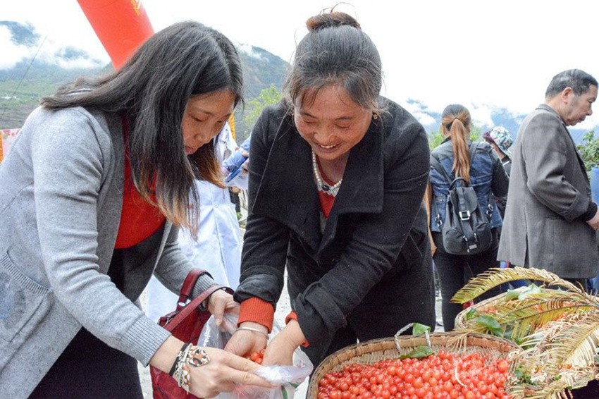 櫻桃紅了，老百姓笑了