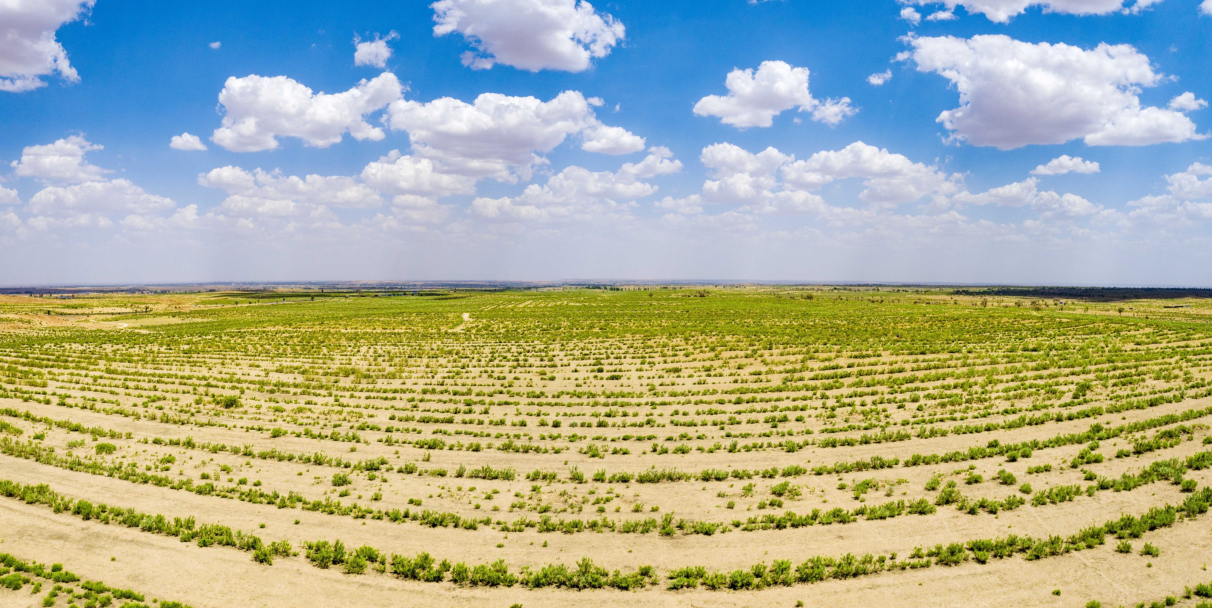 2023年6月7日，內(nèi)蒙古鄂爾多斯，毛烏素沙漠。