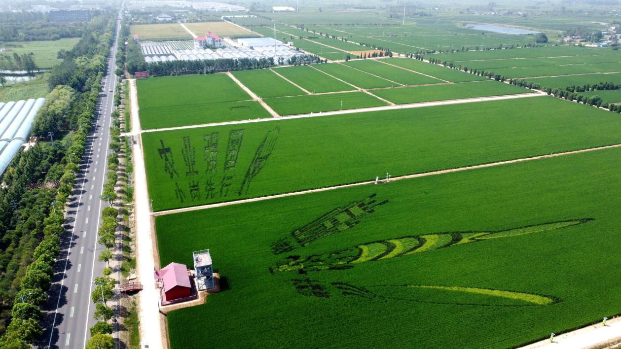 俯瞰小崗村高標準農(nóng)田。鳳陽縣委宣傳部供圖
